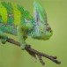 Chamelion 140409